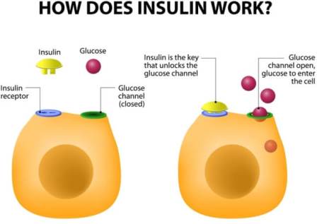 Insulin Hormone