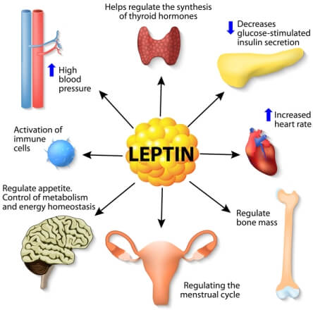 Leptin Hormones