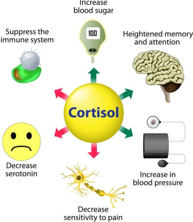 Cortisol Hormone