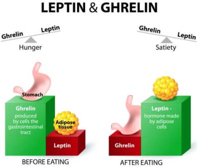 Ghrelin Hormone