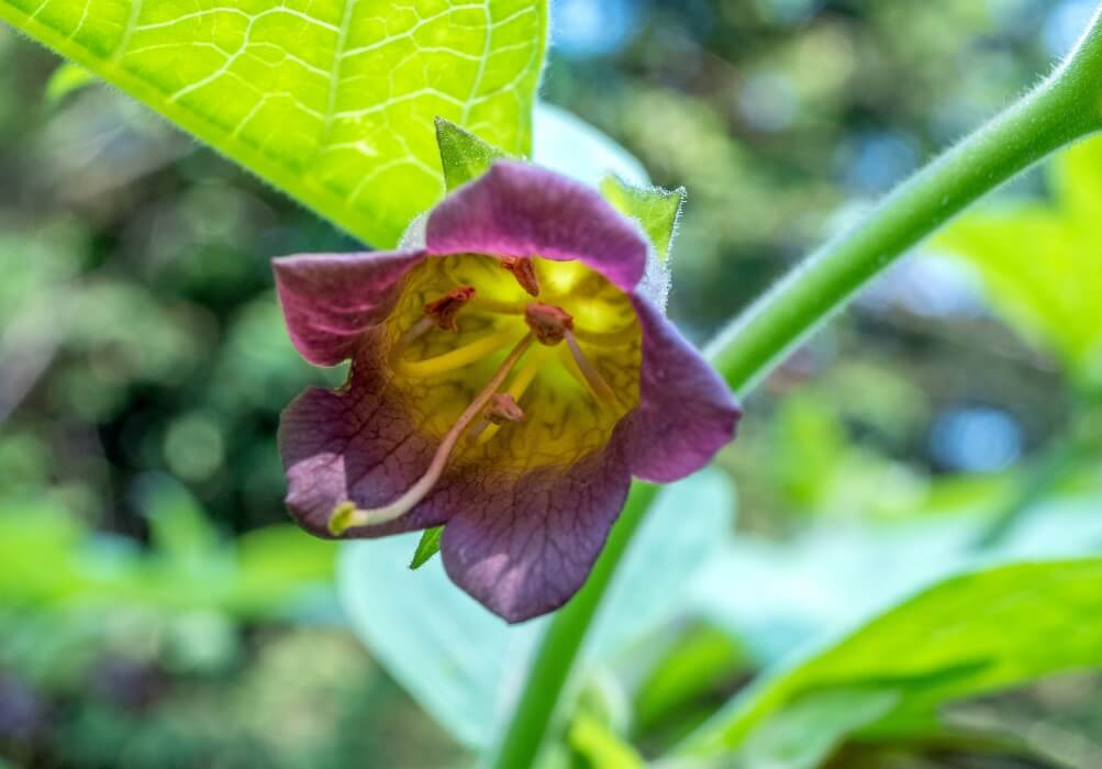 Belladonna or deadly nightshade Atropa belladonna, Bavaria, Germany, Europe