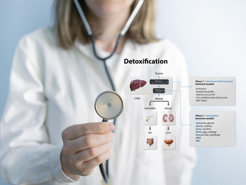 Detox Pathways Explained. From entering toxins in liver to Neutralize and eliminated via kidneys and gall bladder. detoxification, 3d and 2d.