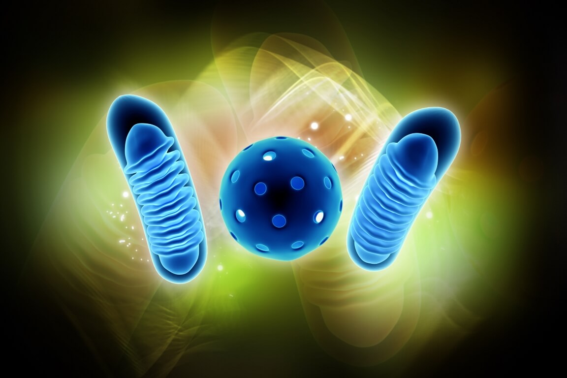 Digital illustration of Mitochondria