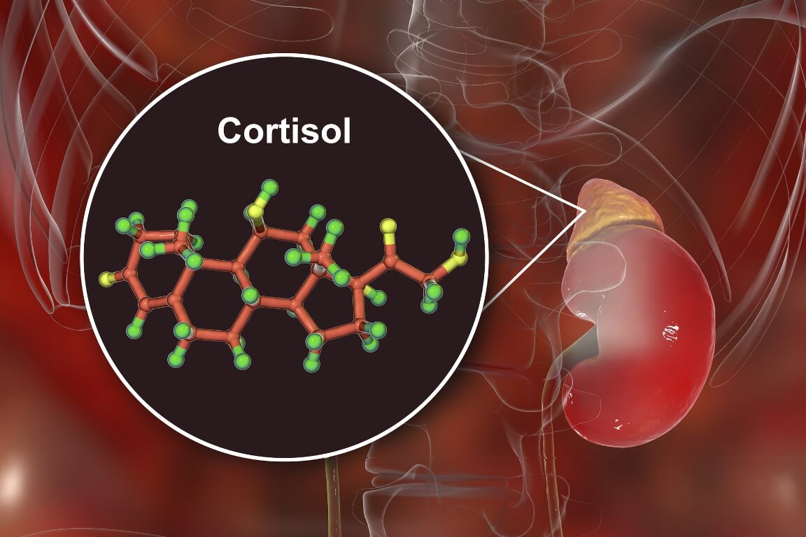 Molecule of cortisol hormone and adrenal gland, 3D illustration.